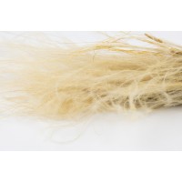 PHOCEALYS│Stipe plumeuse sèche│vente aux pros│Grossiste