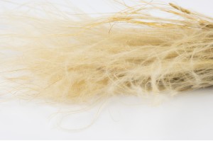 PHOCEALYS│Stipe plumeuse sèche│vente aux pros│Grossiste