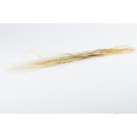 PHOCEALYS│Stipe plumeuse sèche│vente aux pros│Grossiste