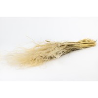 PHOCEALYS│Stipe plumeuse sèche│vente aux pros│Grossiste