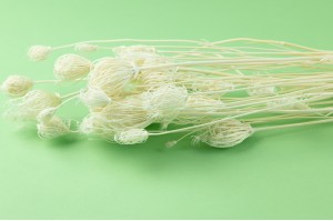 PHOCEALYS│Fenouil sec│vente aux pros│Grossiste en fleurs séchées