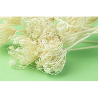 PHOCEALYS│Trockenes fenchel │Verkauf an Gewerbetreibende│Großhändler