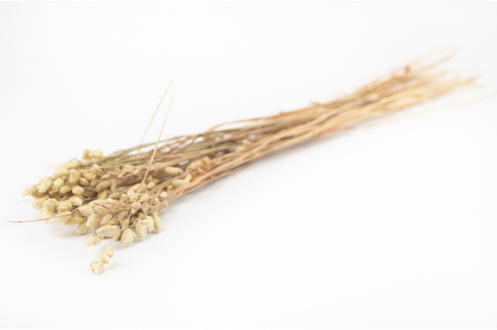 Briza maxima séchée│vente aux pros│Grossiste en fleurs séchées