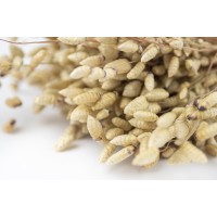 Briza maxima séchée│vente aux pros│Grossiste en fleurs séchées