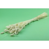 PHOCEALYS │Phalaris sec │vente aux pros│Grossiste en fleurs séchées
