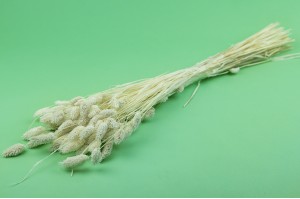 PHOCEALYS │Phalaris sec │vente aux pros│Grossiste en fleurs séchées