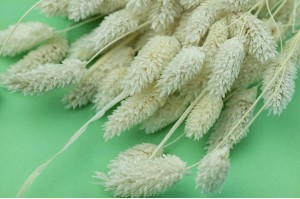 PHOCEALYS │Phalaris sec │vente aux pros│Grossiste en fleurs séchées