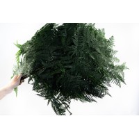 PHOCEALYS│Fougère brake stabilisée│vente aux pros│Grossiste