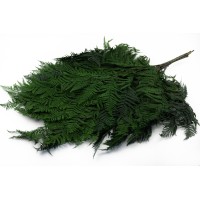 PHOCEALYS│Fougère brake stabilisée│vente aux pros│Grossiste