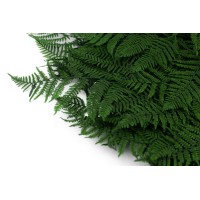 PHOCEALYS│Fougère brake stabilisée│vente aux pros│Grossiste