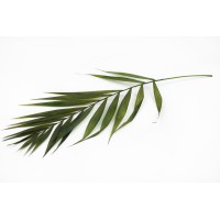 PHOCEALYS│Feuilles de chico stabilisées│vente aux pros│Grossiste