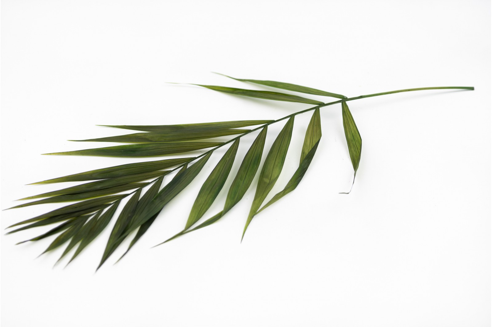 PHOCEALYS│Feuilles de chico stabilisées│vente aux pros│Grossiste