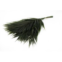 PHOCEALYS│Feuilles de chico stabilisées│vente aux pros│Grossiste