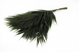 PHOCEALYS│Feuilles de chico stabilisées│vente aux pros│Grossiste