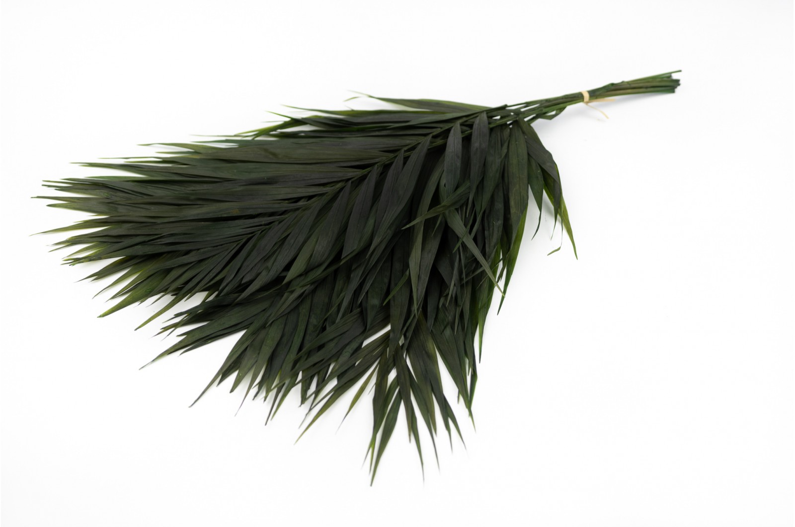 PHOCEALYS│Feuilles de chico stabilisées│vente aux pros│Grossiste