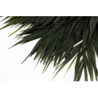 PHOCEALYS│Feuilles de chico stabilisées│vente aux pros│Grossiste