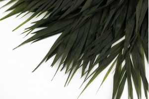PHOCEALYS│Feuilles de chico stabilisées│vente aux pros│Grossiste