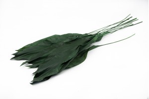 PHOCEALYS│Aspidistra stabilisé │vente aux pros│Grossiste