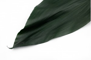 PHOCEALYS│Aspidistra stabilisé │vente aux pros│Grossiste