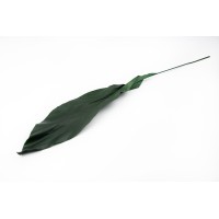 PHOCEALYS│Aspidistra stabilisé │vente aux pros│Grossiste