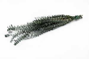 PHOCEALYS │Eucalyptus baby stabilisé │vente aux pros│Grossiste
