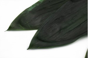 PHOCEALYS│Feuilles de Cordeline stabilisées│vente aux pros│Grossiste
