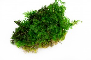 PHOCEALYS│Mousse fougère stabilisée│vente aux pros│Grossiste