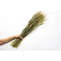 PHOCEALYS │orge sec│vente aux pros│Grossiste en fleurs séchées