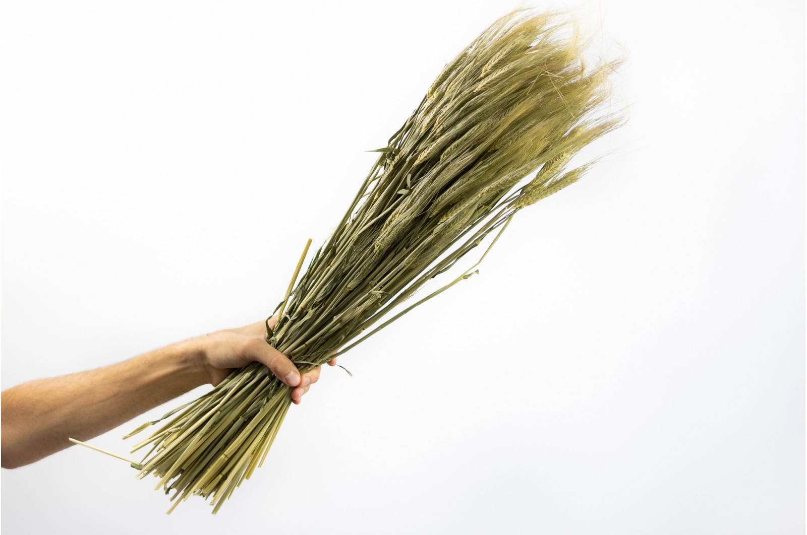 PHOCEALYS │orge sec│vente aux pros│Grossiste en fleurs séchées