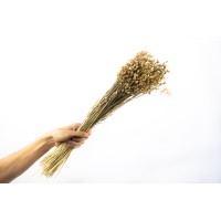 Briza maxima séchée│vente aux pros│Grossiste en fleurs séchées