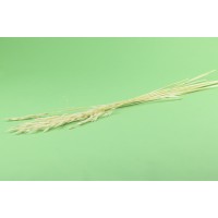 PHOCEALYS │Avoine sec │vente aux pros│Grossiste en fleurs séchées