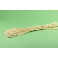 PHOCEALYS │Avoine sec │vente aux pros│Grossiste en fleurs séchées