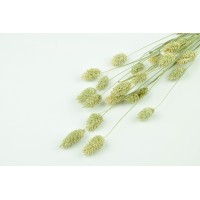 PHOCEALYS │Phalaris sec │vente aux pros│Grossiste en fleurs séchées