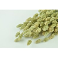 PHOCEALYS │Phalaris sec │vente aux pros│Grossiste en fleurs séchées