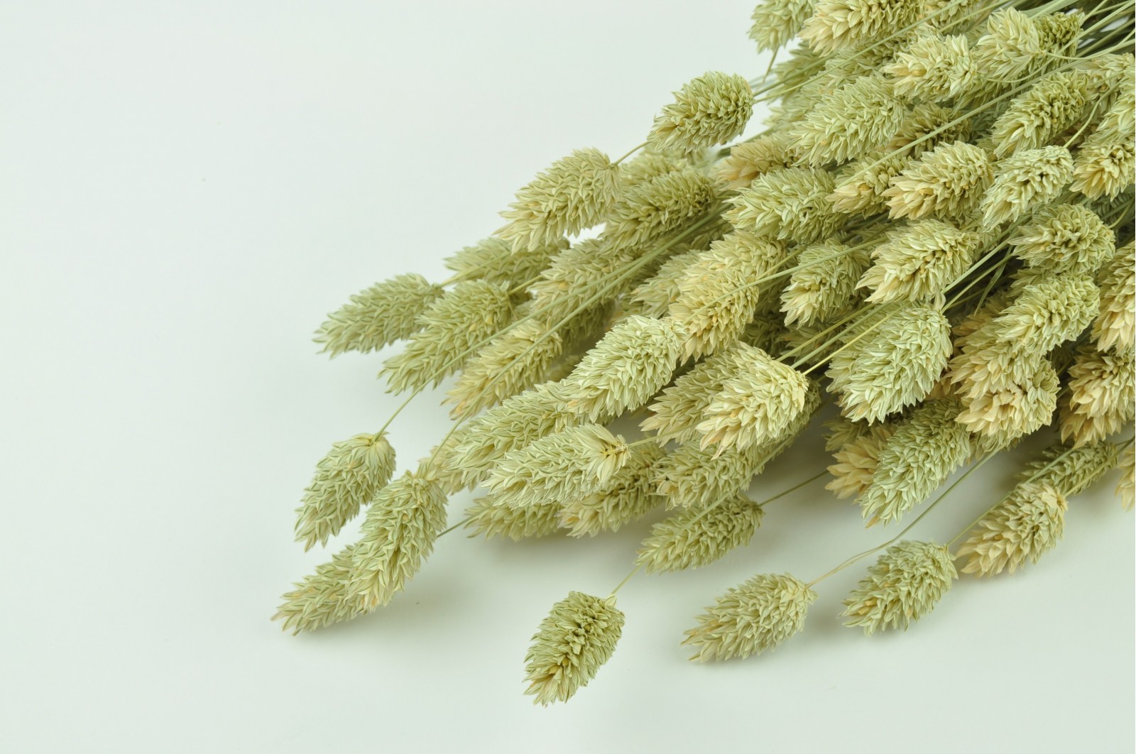 PHOCEALYS │Phalaris sec │vente aux pros│Grossiste en fleurs séchées