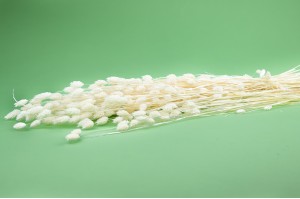 PHOCEALYS │Phalaris sec │vente aux pros│Grossiste en fleurs séchées