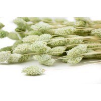 PHOCEALYS │Phalaris sec │vente aux pros│Grossiste en fleurs séchées
