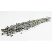 PHOCEALYS │Phalaris sec │vente aux pros│Grossiste en fleurs séchées