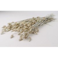 PHOCEALYS │Phalaris sec │vente aux pros│Grossiste en fleurs séchées
