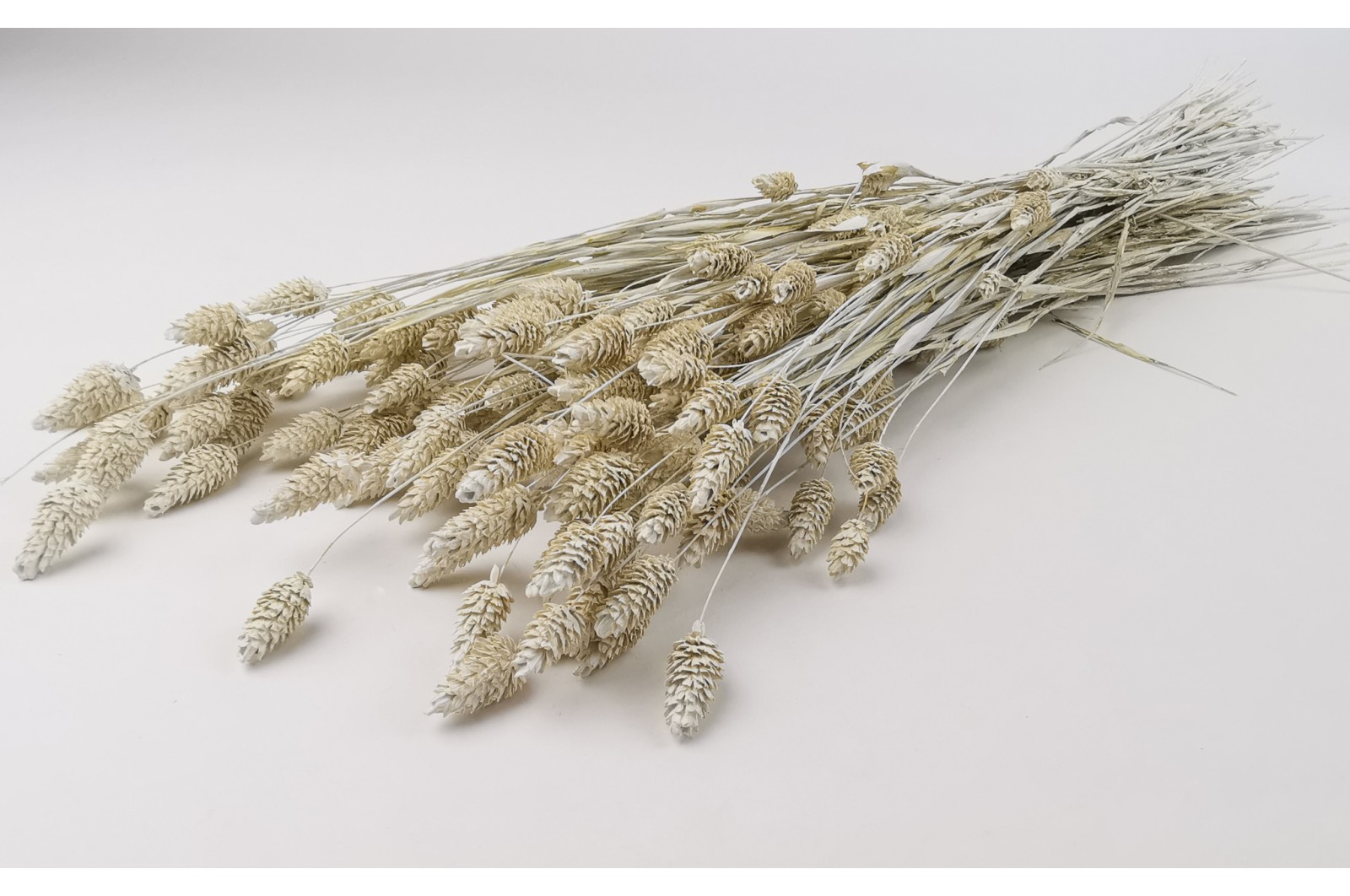 PHOCEALYS │Phalaris sec │vente aux pros│Grossiste en fleurs séchées