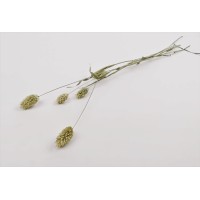 PHOCEALYS │Phalaris sec │vente aux pros│Grossiste en fleurs séchées