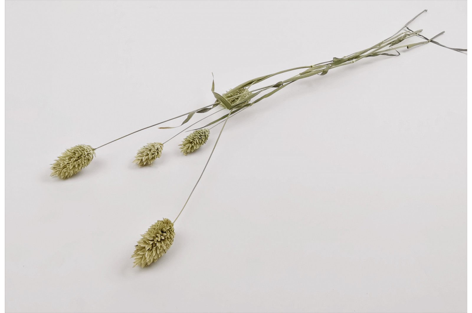 PHOCEALYS │Phalaris sec │vente aux pros│Grossiste en fleurs séchées