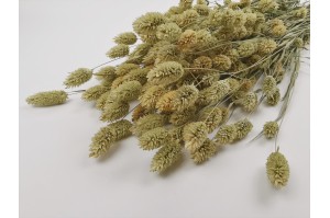 PHOCEALYS │Phalaris sec │vente aux pros│Grossiste en fleurs séchées