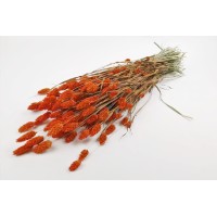 PHOCEALYS │Phalaris sec │vente aux pros│Grossiste en fleurs séchées