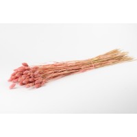 Phalaris sec│vente aux pros│Grossiste en fleurs séchées