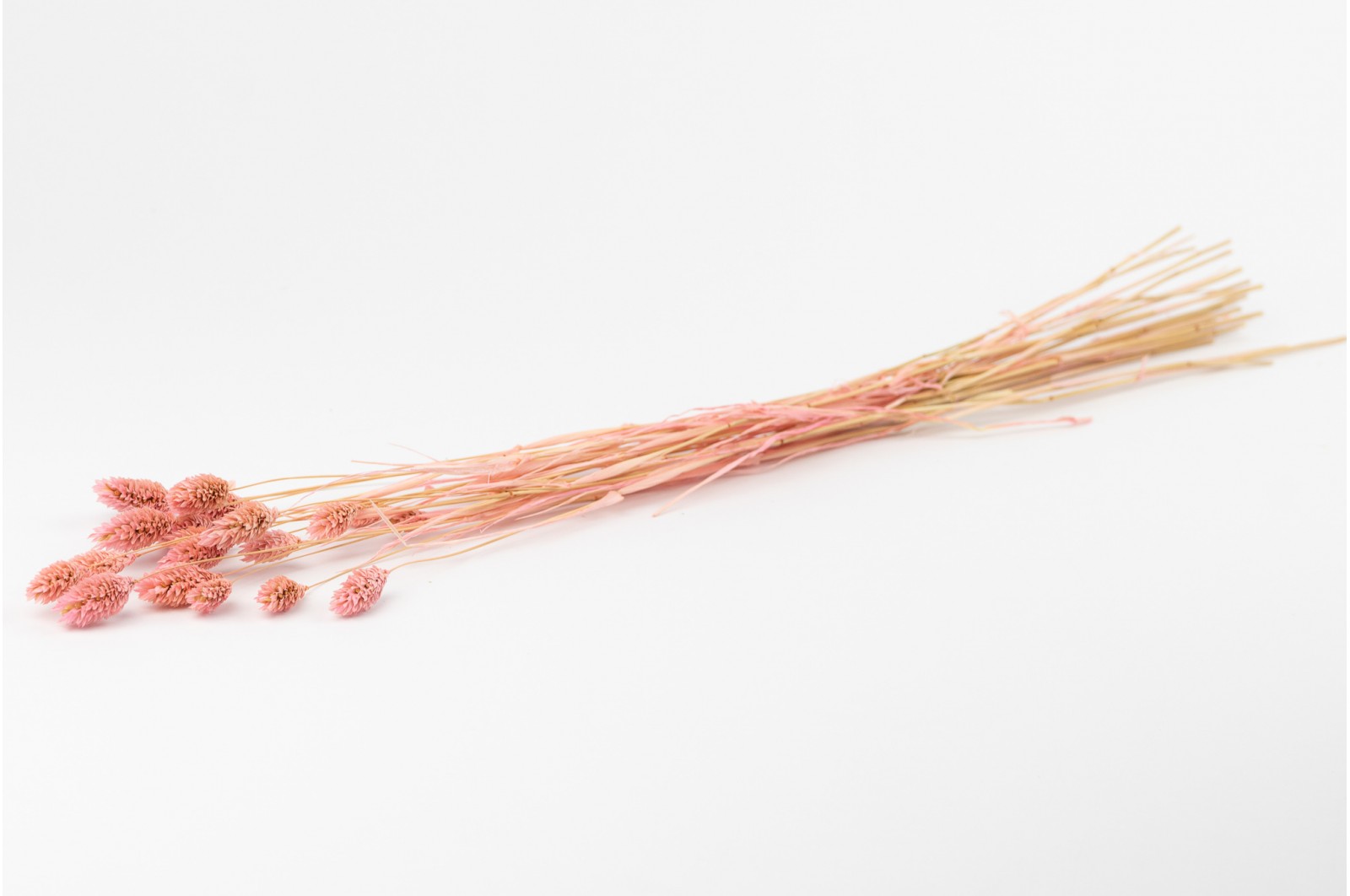 Phalaris sec│vente aux pros│Grossiste en fleurs séchées