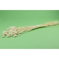 Phalaris sec│vente aux pros│Grossiste en fleurs séchées