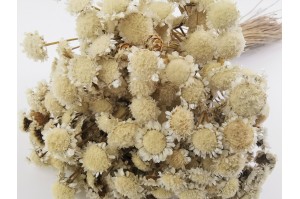 PHOCEALYS│Marguerite sèche │vente aux pros│Grossiste en fleurs séchées