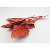 PHOCEALYS │palm spear│vente aux pros│Grossiste en fleurs séchées