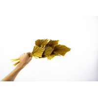 PHOCEALYS │palm spear│vente aux pros│Grossiste en fleurs séchées